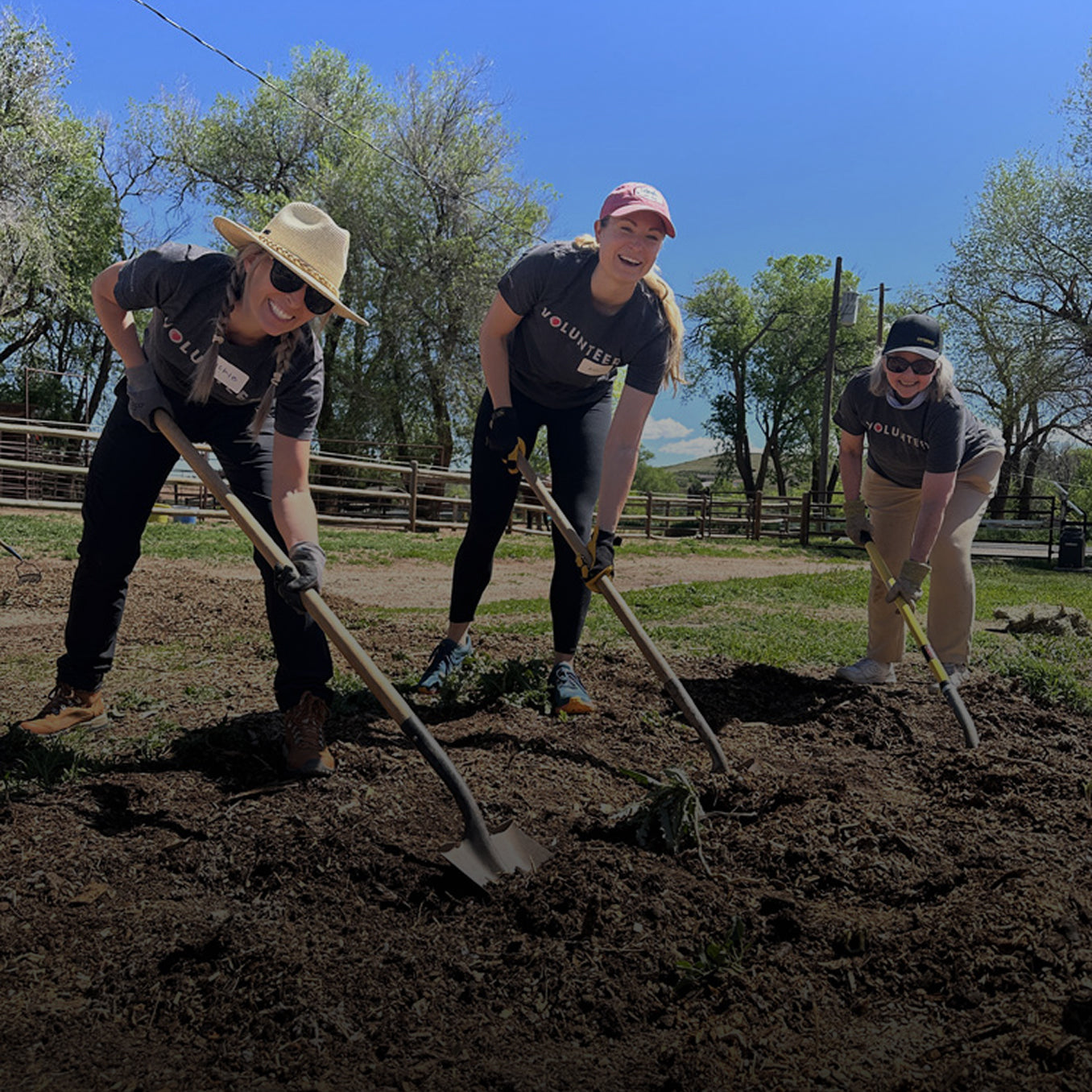 Three Otter volunteers digging in a field with shovels on a sunny day.